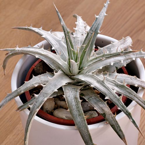 Dyckia aff. pulquinensis